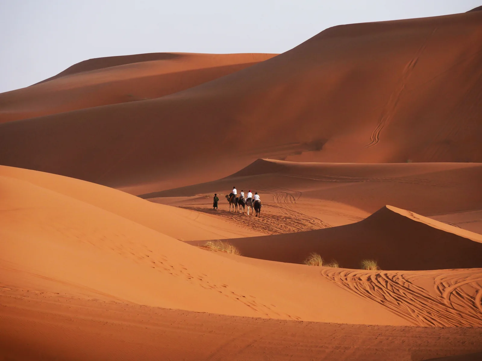 Camel caravan crossing golden Sahara sand dunes in Merzouga, Morocco